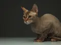 Uroczy kot rasy Peterbald, znany ze swojej unikalnej sierści. Sprawdź kot peterbald cena.