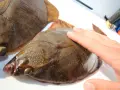 Zwei Plattfische liegen nebeneinander. Eine Hand berührt den einen Fisch. Hier wird der Unterschied zwischen Scholle und Flunder gezeigt.