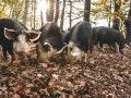 Un gruppo di suini, con il muso tra le foglie autunnali, cerca cibo nel bosco. Un maiale si volta verso l'obiettivo.