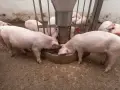 Maiali rosa si nutrono da una mangiatoia, mostrando quanto mangia un maiale al giorno.