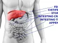 Anatomia umana: fegato, stomaco, intestino crasso e tenue. Cosa c'è sotto le costole a sinistra? L'intestino tenue e crasso.
