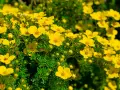 Buskar med intensivt gula blommor, som blommar rikligt under juli-augusti. De små, femtaliga blommorna lyser upp i det gröna.