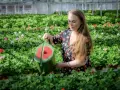 Kvinna vattnar blommor i ett växthus. Hon håller en grön vattenkanna och ger guldvatten inomhus till de frodiga plantorna.