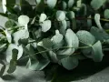 Foglie di eucalipto bagnate, un classico tra i rimedi della nonna per la sinusite.
