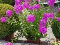 Ein üppiger **Phlox** blüht in leuchtendem Pink neben zwei perfekt geformten Buchsbäumen. Der sonnige **Standort** im Garten ist ideal für diese farbenfrohe Pracht.