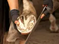 Un maréchal-ferrant lime la fourchette d'un cheval, s'assurant que le sabot est sain et sans pourriture.