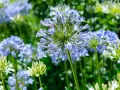En närbild av en afrikas blå lilja med sina delikata, ljusblå blommor som sträcker sig mot himlen. I bakgrunden syns fler blommor och grönska.