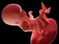 Płód w 17 tygodniu ciąży, z widocznymi rączkami, nóżkami i pępowiną. Rozwija się w łonie matki.