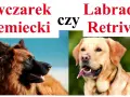 Labrador czy owczarek niemiecki: Która rasa lepiej pasuje do Ciebie?