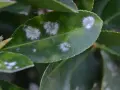 Hojas verdes con manchas blancas algodonosas, indicativo de oidio. Es hora de buscar un oidio tratamiento efectivo para salvar la planta.