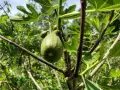 Ein grüner Feigenbaum mit einer reifenden Frucht. Der ideale **Feigenbaum Standort** ist sonnig und geschützt.