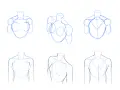 Étude de croquis anatomiques montrant la structure du torse et de l'épaule.