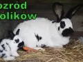 Ile trwa ciąża u królika? Poznaj zaskakujące fakty i porady