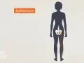 Illustration zeigt den Ischiasnerv, der vom Rückenmark bis ins Bein verläuft. Reizung kann zu Ischias Schmerz führen.