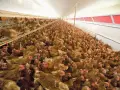A large flock of brown chickens with red combs are crowded together in a long, brightly lit barn.