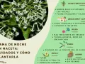 Ramo de flores blancas de la dama de noche, con detalles sobre sus cuidados, riego y ubicación.