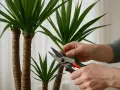 Hände schneiden mit einer Gartenschere ein Blatt einer Yucca Palme.