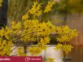 Kiedy przycinać forsycje? Krzewy w pełnym kwiecie, z gałązkami pokrytymi jaskrawożółtymi kwiatami.