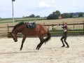 Une femme apprend à débourrer un cheval dans une carrière sablonneuse. Le cheval, sellé, semble réagir vivement.