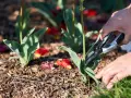 Hände schneiden mit einer Gartenschere die Blätter von Tulpen ab.