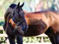 Un cheval brun avec une étrange coupe de poils, comme un motif rayé, semble attendre un united touch s.