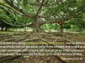 A massive tree with exposed roots, symbolizing why church on Sunday helps us be rooted and grounded in love.