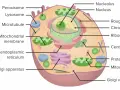 Schematische Darstellung einer eukaryoten Zelle mit Zellkern, Mitochondrien, ER und Golgi-Apparat.