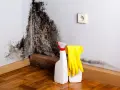 Schimmelbefall an der Wand. Gelbe Handschuhe und Sprühflasche bereit für die Reinigung. Kostenlose **Schimmel Beratung** hilft bei der Lösung.