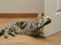 Jak zrobić zabawkę dla kota? DIY: Proste pomysły w 5 minut!