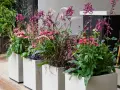 Reihe von weißen Pflanztögen, die mit pinken und lila Blüten sowie Gräsern bepflanzt sind.