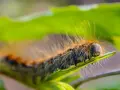 Oruga peluda, una oruga procesionaria, se arrastra sobre una hoja verde.