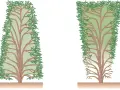 Zwei Illustrationen zeigen, wie man eine Glanzmispel schneiden kann: links eine dicht belaubte Pflanze, rechts eine, bei der unten Äste fehlen.