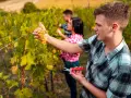 Junge Saisonarbeiter in der Landwirtschaft ernten Trauben im Weinberg.