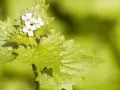 Ein zartes Knoblauchkraut mit kleinen weißen Blüten und gezackten, hellgrünen Blättern vor unscharfem, grünem Hintergrund.