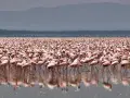 Tysiące różowych flamingów na jeziorze Nakuru, tworzących różowy dywan na wodzie.