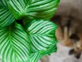 Zielone liście kwiatu Calathea z białymi pasami, w tle rozmyty pies.
