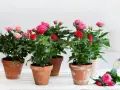 Mehrere Topfrosen in Rot und Rosa blühen üppig. Ein idealer rosen standort für diese Schönheiten.