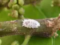 Una cochinilla algodonosa, señal de una plaga de cochinillas en casa, se aferra a un tallo verde.