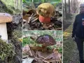 Grzyby Szczecin: Puszcza Bukowa i inne miejsca przewodnik grzybiarza