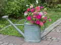 Ein Strauß bunter Zinnien in einer alten Gießkanne, die als dekorativer Blickfang dient. Der ideale Zinnien Standort ist sonnig.