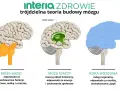 Ilustracja pokazuje ewolucję mózgu: mózg gadzi (podstawowe funkcje), mózg ssaczy (emocje) i kora mózgowa (rozum).
