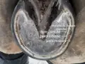 Vue rapprochée d'un pied de cheval montrant la maladie de la ligne blanche, avec des annotations sur la ligne blanche et les parois.