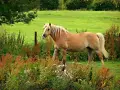 Un poney 1m40, robe alezane, crinière blonde tressée, se tient dans un pré verdoyant, entouré de végétation sauvage.