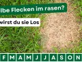 Gelbe Flecken im Rasen? Hier erfährst du, wie du sie loswirst. Der Rasen zeigt einen gesunden grünen Teil und einen trockenen, gelben Bereich.
