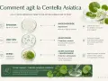 Infographie expliquant l'action de la Centella Asiatica sur la peau, détaillant ses centellosides et leurs bienfaits.