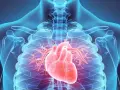 Anatomia serca w schemacie. Czerwone serce na tle niebieskiego szkieletu. Warto znać zapalenie mięśnia sercowego objawy.