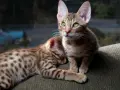 Dwa urocze kociaki rasy Ocicat z zielonymi oczami. Jeden śpi, drugi patrzy w dal. Zastanawiasz się nad ocicat cena?