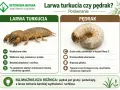 Porównanie larwy turkucia i pędraka. Larwa turkucia jest wydłużona i ruchliwa, pędrak gruby, zwinięty w C.