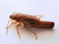 Cucaracha marrón con antenas largas y un ooteca visible en la parte trasera.