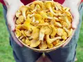 Hände halten einen Korb voller frischer Pfifferlinge, bereit zum Putzen.